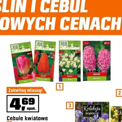 Cebule kwiatowe