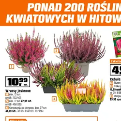 Wrzosy jesienne