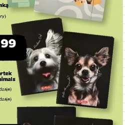 Zeszyt A5 60 kartek Crazy Animals