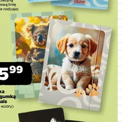 Teczka A4 z gumką Animals