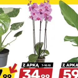 Storczyk 3-pędowy