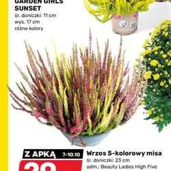 Wrzos 5-kolorowy misa