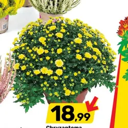 Chryzantema samokrzewiąca