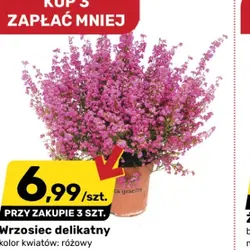 Wrzosiec delikatny