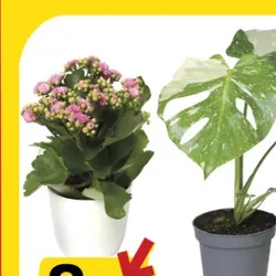 Kalanchoe