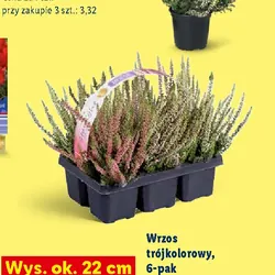 Wrzos trójkolorowy, 6-pak