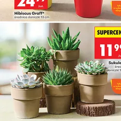 Sukulent