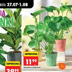 Monstera Deliciosa