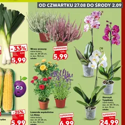 Storczyk 1-pędowy