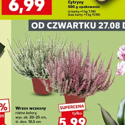 Wrzos wczesny