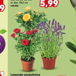 Lawenda wąskolistna lub Róża