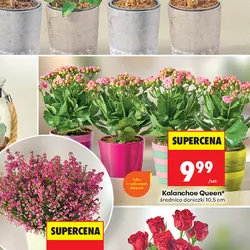 Kalanchoe Queen