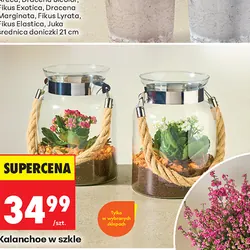 Kalanchoe w szkle