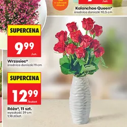 Róża