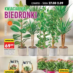 Roślina zielona XL