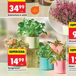 Syngonium