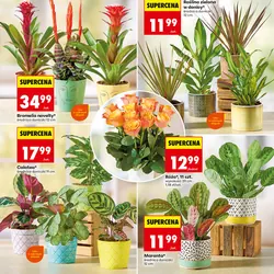 Zantedeschia w kolorowej osłonce
