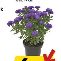 Aster