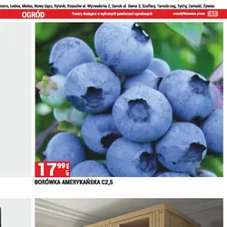 BORÓWKA AMERYKAŃSKA C2,5