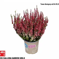 Wrzos Calluna Garden Girls