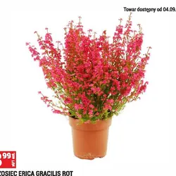 Wrzosiec Erica Gracilis Rot