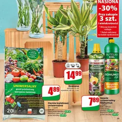 Dracena