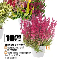 Wrzosce i wrzosy