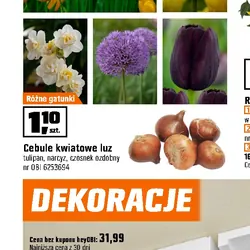 Cebule kwiatowe luz