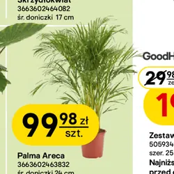 Palma Areca