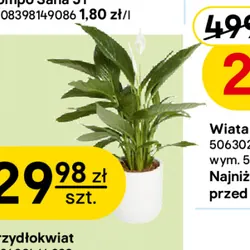 Skrzydłokwiat