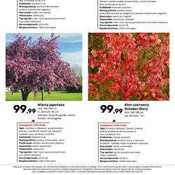 Magnolia wielkokwiatowa ALTA