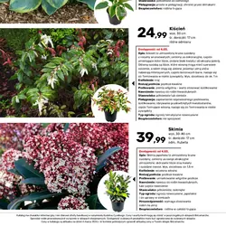 Funkia-Hosta w doniczce