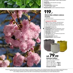 Laurowiśnia wschodnia