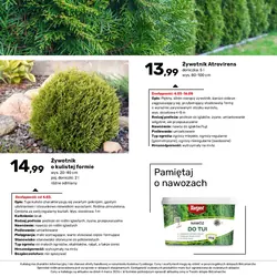 Żywotnik Atrovirens