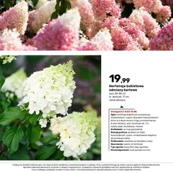 Hortensja bukietowa odmiany karłowe