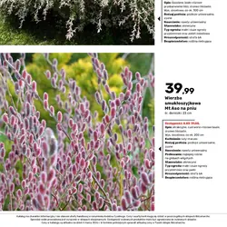 Wierzba całolistna Hakuro-nishiki na pniu