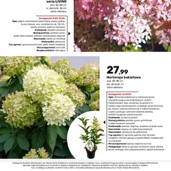 Hortensja wiechowata seria LIVING