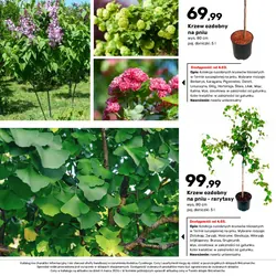 Krzew ozdobny na pniu - rarytasy