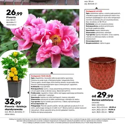 Piwonia - Kolekcja skandynawska