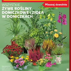 Żywe rośliny doniczkowe i zioła w doniczkach