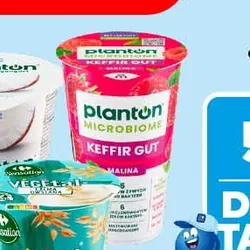 Planton Kefir