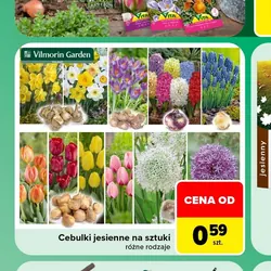 Cebulki jesienne na sztuki
