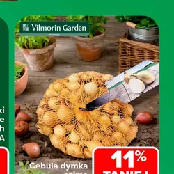Cebula dymka ozima