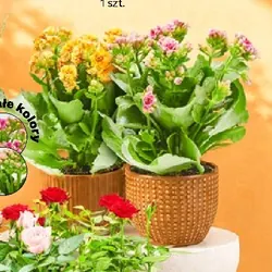 Kalanchoe