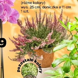 Wrzos Garden Girls