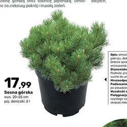 Sosna górska