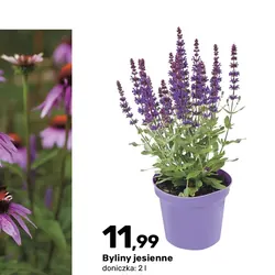 Byliny jesienne
