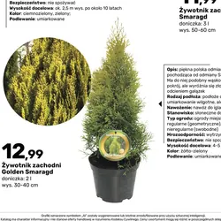 Żywotnik zachodni Golden Smaragd