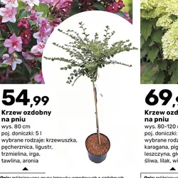 Krzew ozdobny na pniu