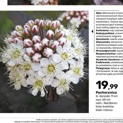 Pęcherznica